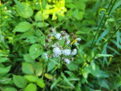 Packera schweinitziana