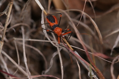 Poecilobdallus formosus