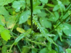 Packera schweinitziana