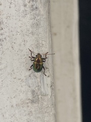 Colasposoma dauricum