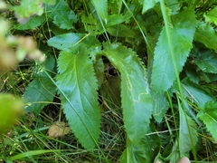 Packera schweinitziana