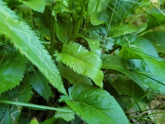 Packera schweinitziana