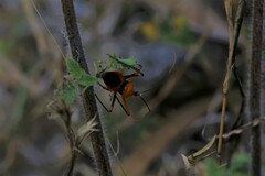 Poecilobdallus formosus