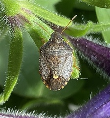 Holcostethus limbolarius