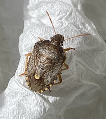 Holcostethus limbolarius