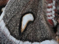 Hyalophora euryalus × gloveri
