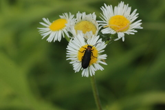 Nemognatha nemorensis