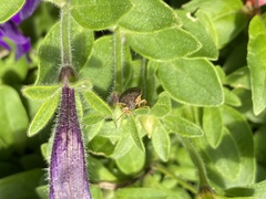 Holcostethus limbolarius