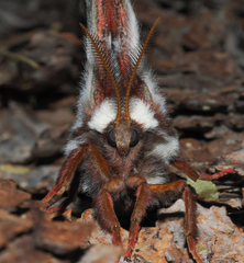 Hyalophora euryalus × gloveri