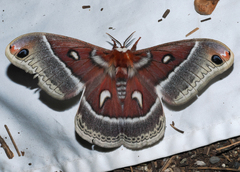 Hyalophora euryalus × gloveri