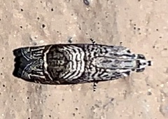 Ofatulena duodecemstriata