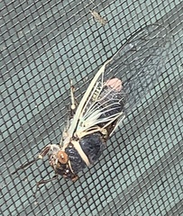 Diceroprocta apache