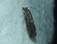 Grapholita funebrana