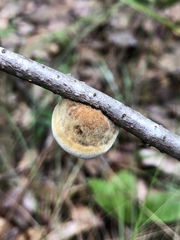 Phylloporia amplectens