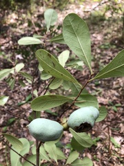Phylloporia amplectens