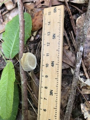 Phylloporia amplectens