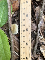 Phylloporia amplectens