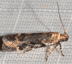 Chionodes thoraceochrella