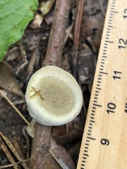 Phylloporia amplectens