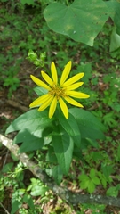Silphium asteriscus trifoliatum