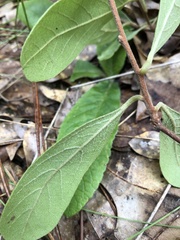 Phylloporia amplectens