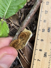 Phylloporia amplectens