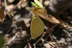 Eurema herla