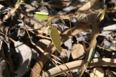 Eurema herla
