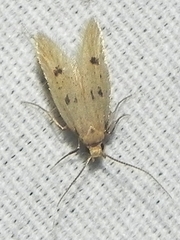 Carolana ascriptella