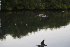 Pelecanidae