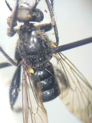 Laphria canis
