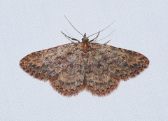 Mycterophora rubricans