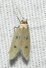 Carolana ascriptella