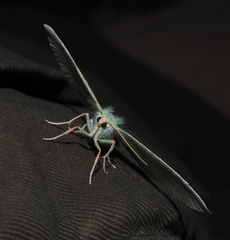 Chlorosea margaretaria