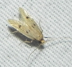 Carolana ascriptella