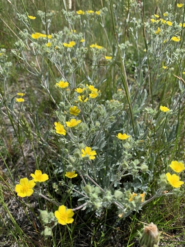 branched cinquefoil (Potentilla effusa)