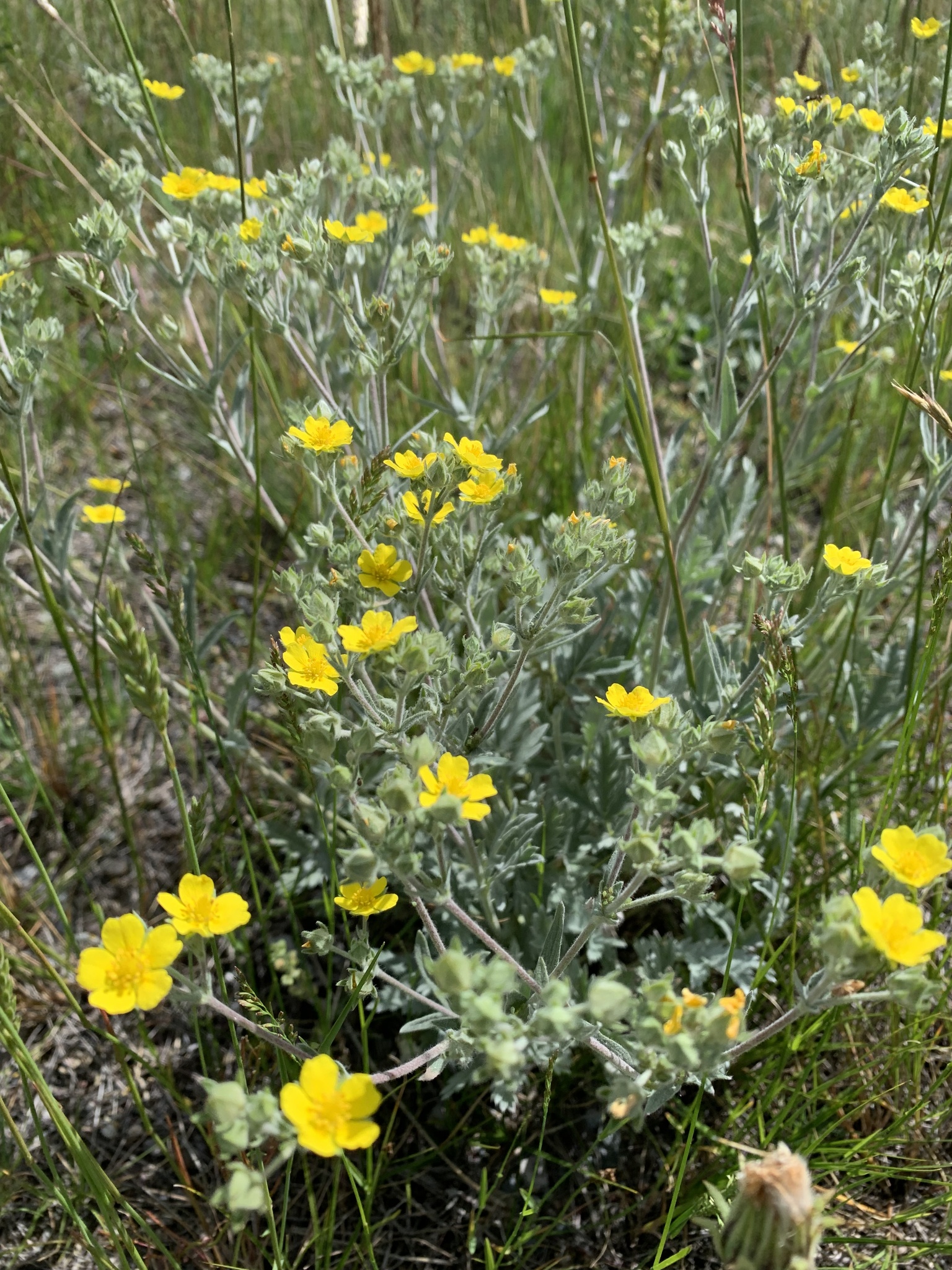 Potentilla effusa