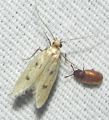 Carolana ascriptella