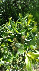 Salix hastata