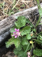 Rubus arcticus