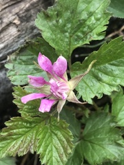 Rubus arcticus