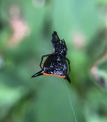Micrathena pungens