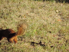Sciurus niger