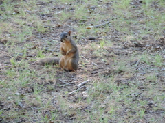 Sciurus niger