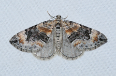 Dysstroma colvillei