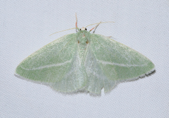 Chlorosea margaretaria