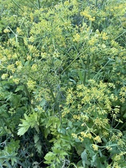 Levisticum officinale