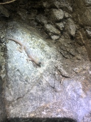 Phyllodactylus nocticolus