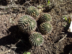 Mammillaria karwinskiana karwinskiana