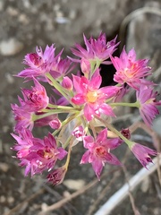 Allium campanulatum